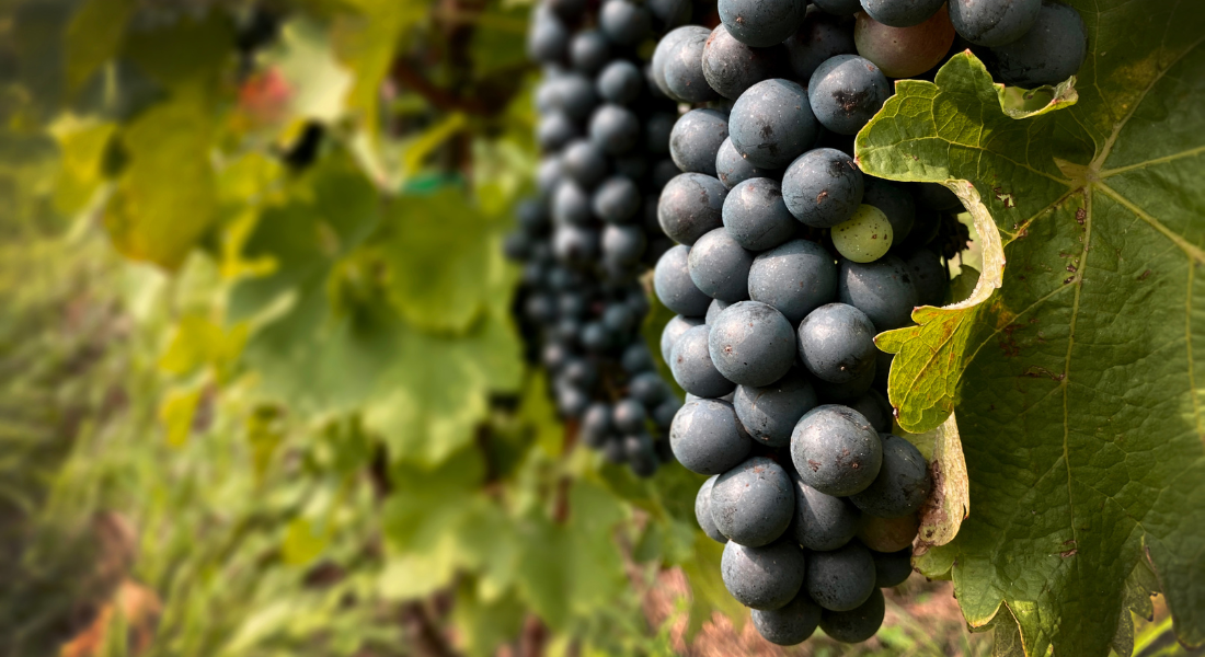 Vineyard & Winery Tasting Tour