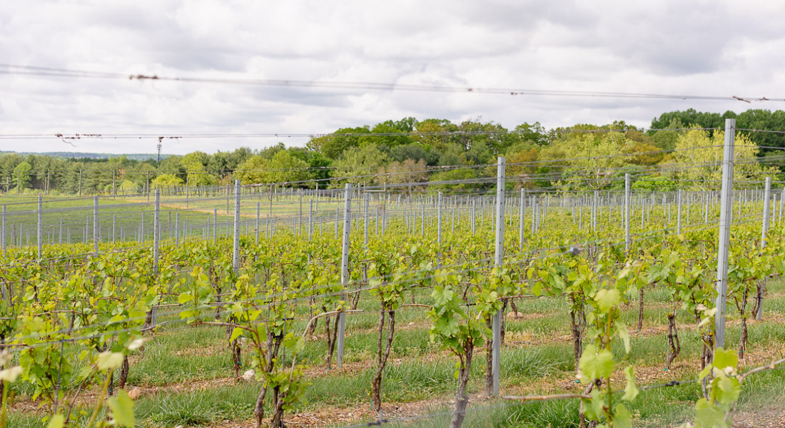 Vineyard & Winery Tasting Tour