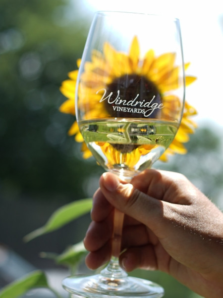 Welcome to Windridge Vineyards!